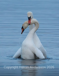 kärlek vid en brygga