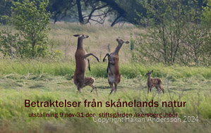 betraktelser från skånelands natur